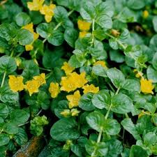 Image result for Lysimachia djalonis