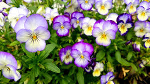 Check spelling or type a new query. 16 Flowers With Astonishing Meanings Floral Symbolism
