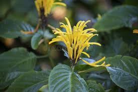 Image result for Justicia aurea