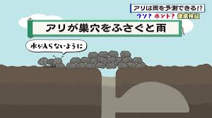 アリに天気を察知する能力あり？ 讃岐地方のことわざ「アリが巣穴をふさぐと雨」の真相を徹底検証｜FNNプライムオンライン