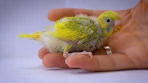 Homemade Baby Budgie Food How And When