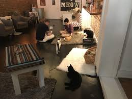 Tinkers cat café is a cozy coffee and tea house plus a cat adoption lounge. An Updated Wish List For Roanoke Costco Wegman S Imax Local News Roanoke Com