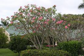 Pin On Plumeria