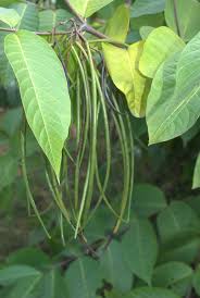 Image result for Holarrhena