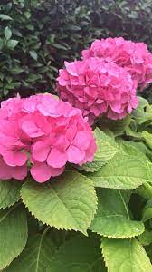 Beautiful Hydrangeas Video Planting Flowers Beautiful Flowers Photos Beautiful Hydrangeas