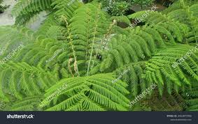 Image result for Cyathea dregei
