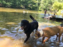 Nice to meet you, and enjoy our spirits! Timber Creek Dog Park New Jersey
