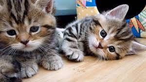 Ask anyone if they have ever indulged in a funny cat video or two and chances are you will get an answer in the affirmative. Cute Kittens Tear Down Their Home Youtube