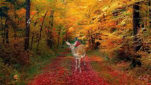 Some of the best quality free images collected by the fonwall community. Deer Autumn Wallpapers Wallpaper Cave