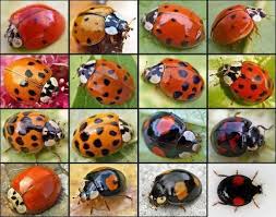 All Ladybugs I Never Knew There Were So Many Different Kinds Guess What My Dear Sweet Beautiful Grandmother Olga Jean T Ladybug Ladybird Beautiful Bugs
