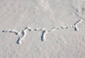 He also remembers his first grade teacher tacking one of his drawings on the bulletin board―ever since then, he's been an artist. Tracks In The Snow