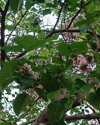 Image result for Millettia pinnata