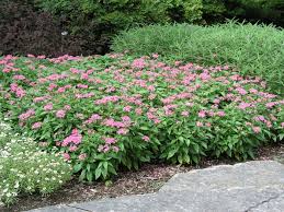 Image result for Pentas lanceolata