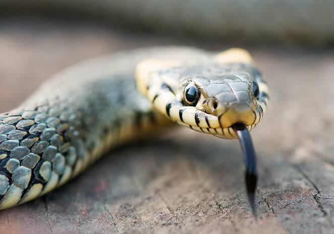 Snake Symbolism & Meaning (+Totem, Spirit & Omens) | World Birds
