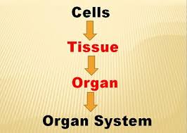 difference between tissue and organ with comparison chart