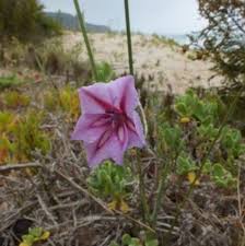 Image result for Gladiolus microspicatus