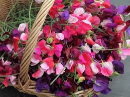 They're working hard and get hungry. 21 Annual Flowers That Bloom All Summer