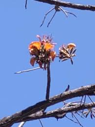 Image result for Erythrina fusca