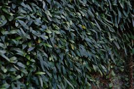 Image result for Tragia rupestris