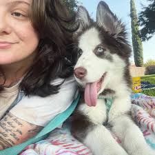 Top-Rated Albuquerque, NM Pet Transport