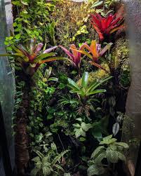 Jungle Bites On Instagram One Year Old Vivarium Vivarium Vivariums Terrarium Terrarriums Jungle Rainforest Moss Bromeliad Orchids Bromeliads Terrarium