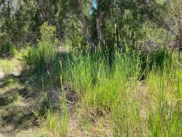 Image result for Setaria sphacelata
