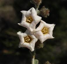 Image result for Bonamia mossambicensis