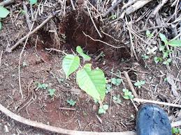 Image result for Croton megalocarpus