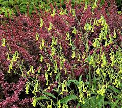 Image result for Nicolasia coronata