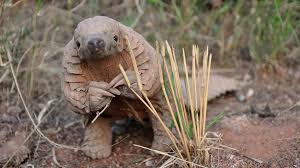 The bones are used for spiritual protection and protection from witchcraft. Rest Rare Endangered Species Trust Otjiwarongo All You Need To Know Before You Go Updated 2019 Otjiwarongo Namibia Baby Pangolin Pangolin Animals