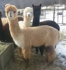 Alpaca For Sale Cute Animals Baby Animals Llama Pictures