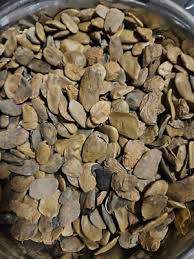 Image result for Hunteria umbellata