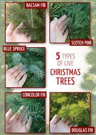 Types Of Live Christmas Trees Live Christmas Trees Best Christmas Tree Decorations Best Real Christmas Tree