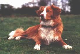 It's a retriever, yes, but it was developed to perform an additional and altogether unique function—to by the early 1800s, the use of tolling dogs was fairly common among waterfowlers on maryland's eastern shore. Nova Scotia Duck Tolling Retriever Dog Breed Information And Pictures