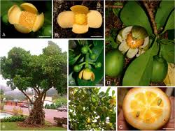 Image result for Clusiaceae