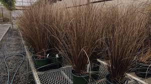 Image result for Pteris buchananii