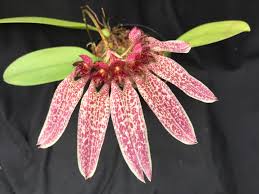 Image result for Bulbophyllum longiflorum