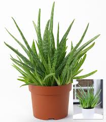 Auch geeignet für langhaarige hunde. Aloe Vera Im 12 Cm Topf Grunpflanzen Bei Baldur Garten