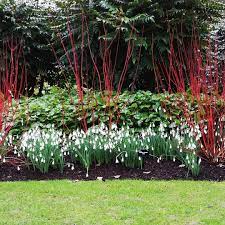 Rhs Garden Rosemoor On Instagram It S Snowdrops Season At Rosemoor With Drifts In Many Areas Of The Garden Snowdr Weekend Is Coming Romantic Garden Garden