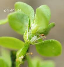 Image result for Elatine triandra