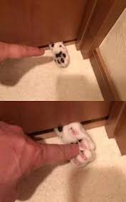 Pin De Melisa Ucak En Cats Cats Everywhere En 2020