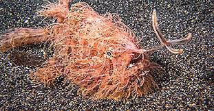 Imi place mult sa le fac ornamente ori cu putina smantana ori cu o picatura de ulei careia ii fac raze cu o scobitoare ori cu multa verdeata proaspata tocata peste. 10 Din Cele Mai Ciudate PeÈti Din Lume 2021