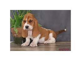 The basset hound generally comes in two colors a basset hound also appeared in the popular show lassie as the collie's best friend named pokey early in the series. Basset Hound Dog Female Red White 2319285 Petland Carriage Place