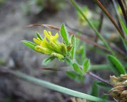 Image result for Lotononis laxa