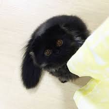 this furball looks like studio ghibli s soot sprite 104 pics cute cats cute animals crazy cats
