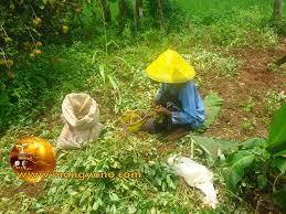 Tanaman padi, jagung, kacang tanah dan bawang. Cara Pemanenan Kacang Tanah