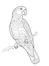 Imperial Amazon Parrot Coloring Page Free Printable Coloring Pages Bird Coloring Pages Animal Coloring Pages Coloring Pages
