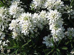 L'effetto è ancora più accentuato sei hai molti fiori colorati. Iberis Sempervirens Una Pianta Coraggiosa E Semplice Da Coltivare