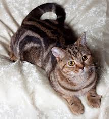 okrasy britanskih koshek britanskaya korotkosherstnaya koshki milye kotiki