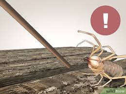 Unlike spiders, camel spiders breathe with a trachea, which allows for fast oxygen intake and helps them move quickly. 4 Ways To Care For A Camel Spider Wikihow